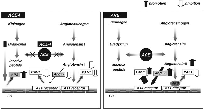 Angiotensin-converting enzyme inhibition and fibrinolytic balance |  Hypertension Research