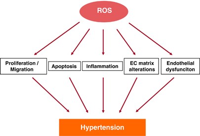 Oxidative stress and endothelial dysfunction in hypertension | Hypertension  Research