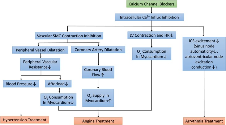 Calcium Channel Blocker Dose Comparison Chart