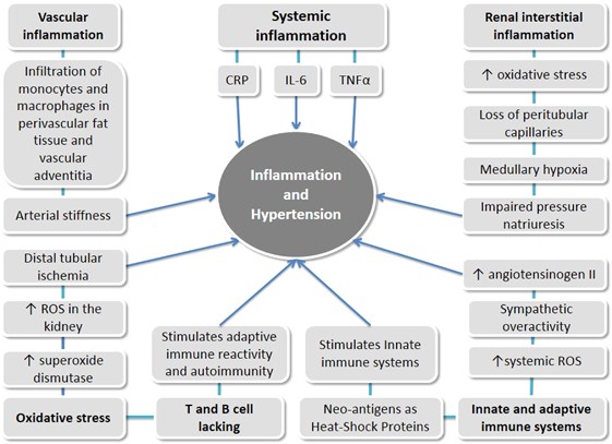 Hypertension as an autoimmune and inflammatory disease | Hypertension  Research