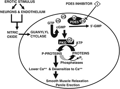 nitric oxide erection glutathione Frontiers Nitric Oxide Alone Cannot Fix