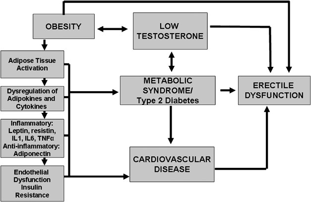 Obesity, Low Testosterone Levels And Erectile Dysfunction | International  Journal Of Impotence Research