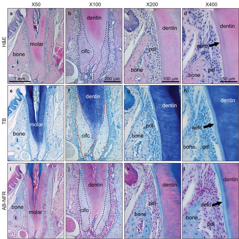 scientific figure of tooth histology