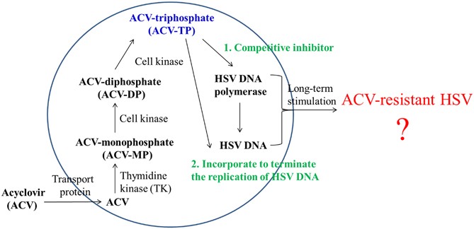 New Strategies Against Drug Resistance To Herpes Simplex Virus