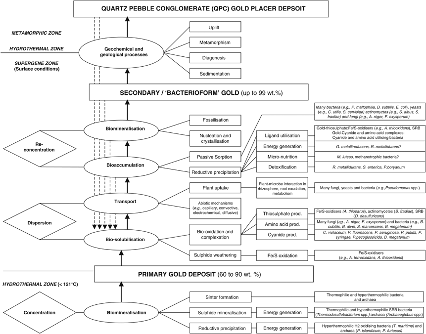 The Geomicrobiology Of Gold The Isme Journal