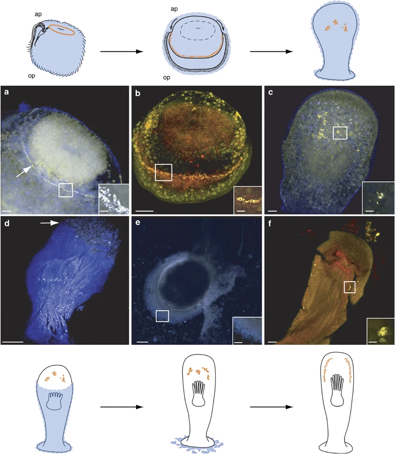 Bryostatin symbiotic origins 1 Bryostatin in Bugula neritina