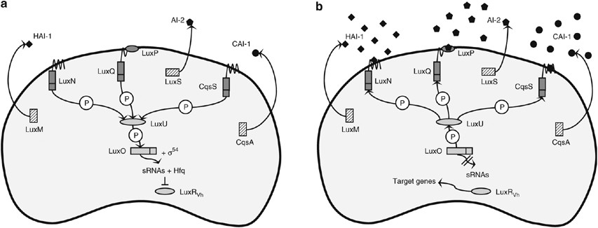 quorum sensing and quorum quenching in vibrio harveyi what is quorum sensing