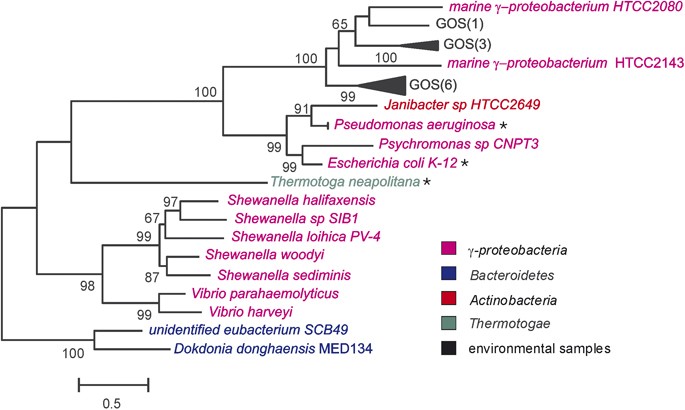 The Alkaline Phosphatase Phox Is More Widely Distributed In Marine Bacteria Than The Classical Phoa The Isme Journal The Alkaline Phosphatase Phox Is More Widely Distributed In Marine Bacteria Than The Classical Phoa The Isme Journal