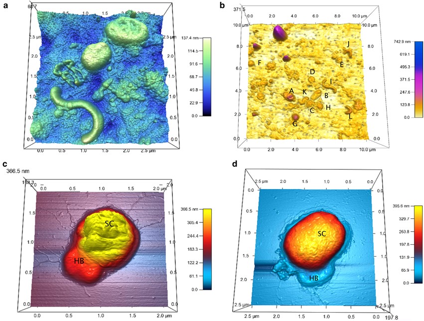 High-resolution of pelagic bacteria by Atomic Force Microscopy and implications for carbon cycling | The ISME Journal