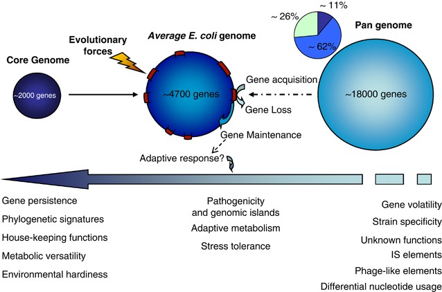 The defense island repertoire of the Escherichia coli pan-genome