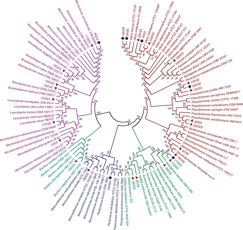 Shifts In Bacterial Communities Of Two Caribbean Reef Building Coral Species Affected By White Plague Disease The Isme Journal