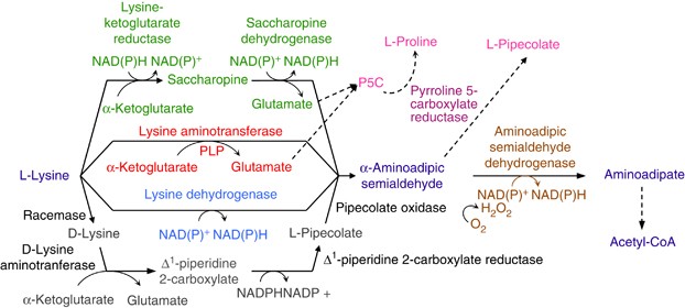 lysine biosynthesis and glutathione metabolism Multiomics reveals as a driver of bimodality during stem cell aging: Cell Metabolism A) Lysine biosynthesis pathway and