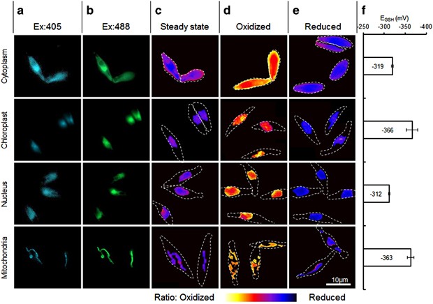 Early perturbation in mitochondria redox homeostasis in response to environmental stress predicts cell fate in diatoms