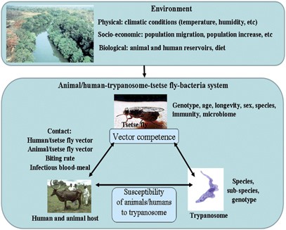 Adult blood-feeding tsetse flies, trypanosomes, microbiota and the  fluctuating environment in sub-Saharan Africa