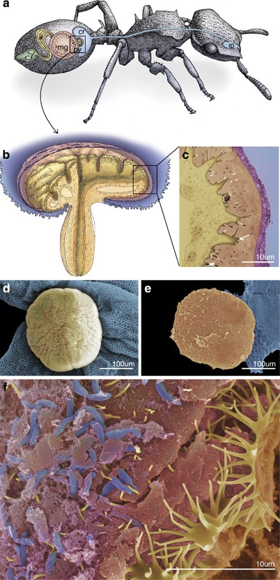 A bacterial filter protects and structures the gut microbiome of an insect The ISME Journal