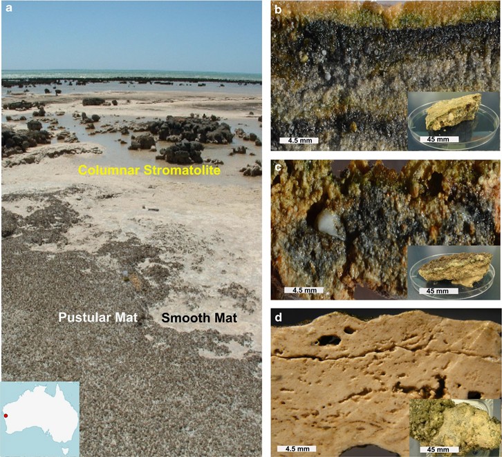 Unravelling core microbial metabolisms in the hypersaline microbial mats of  Shark Bay using high-throughput metagenomics | The ISME Journal