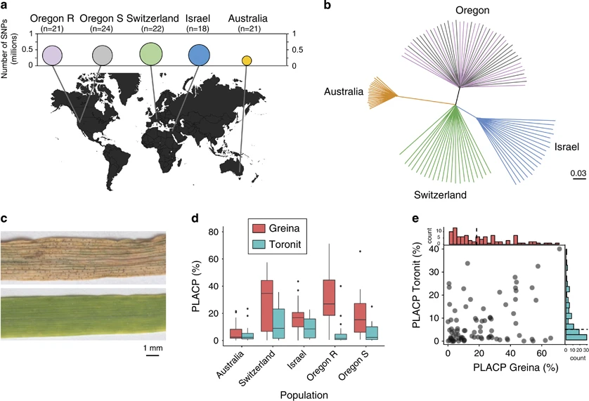 A fungal wheat pathogen evolved host specialization by extensive chromosomal rearrangements