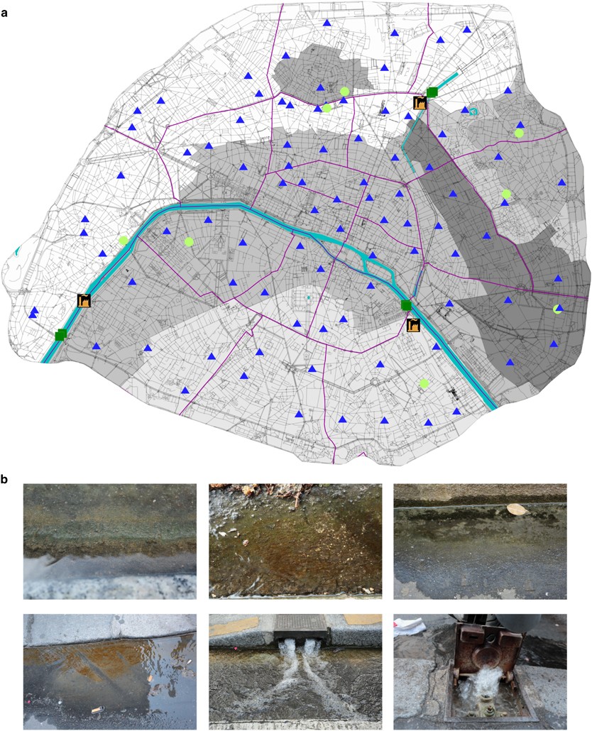 Aquatic urban ecology at the scale of a capital: community structure and  interactions in street gutters | The ISME Journal