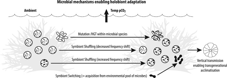 Microbial Contributions To The Persistence Of Coral Reefs - 