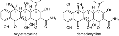 Facile Conversion Of Tetracycline Antibiotics To 4 11a Bridged Derivatives Via Oxidative Mannich Cyclization The Journal Of Antibiotics
