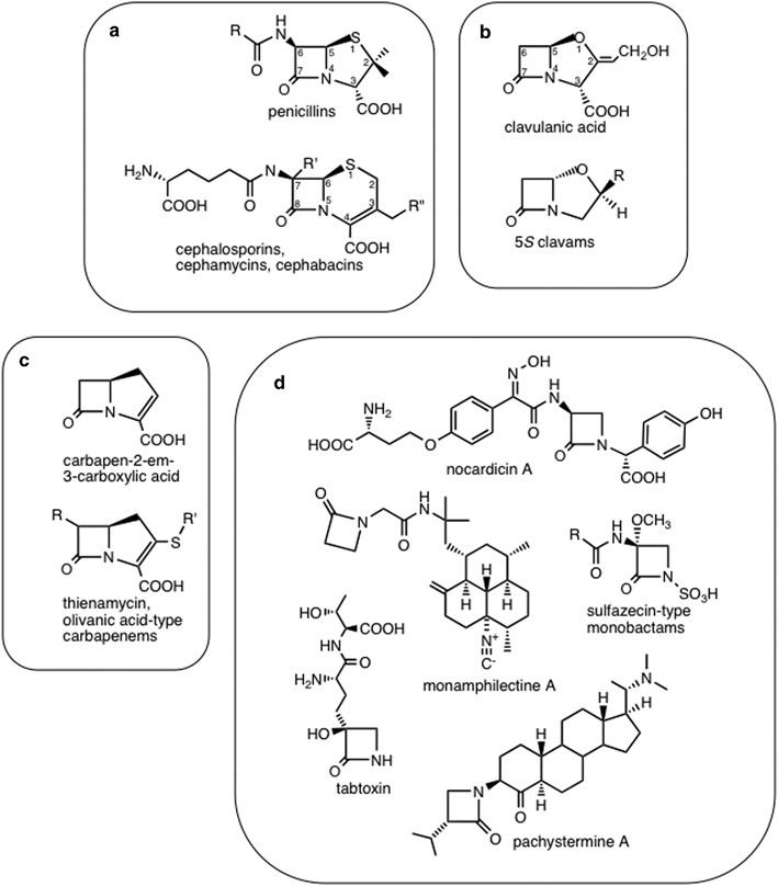 Origins of the β-lactam rings in natural products | The Journal of  Antibiotics