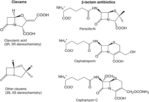 Clavulanic acid production by Streptomyces clavuligerus: biogenesis,  regulation and strain improvement | The Journal of Antibiotics