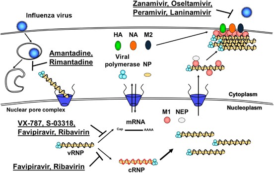 Antiviral drugs for papillomavirus