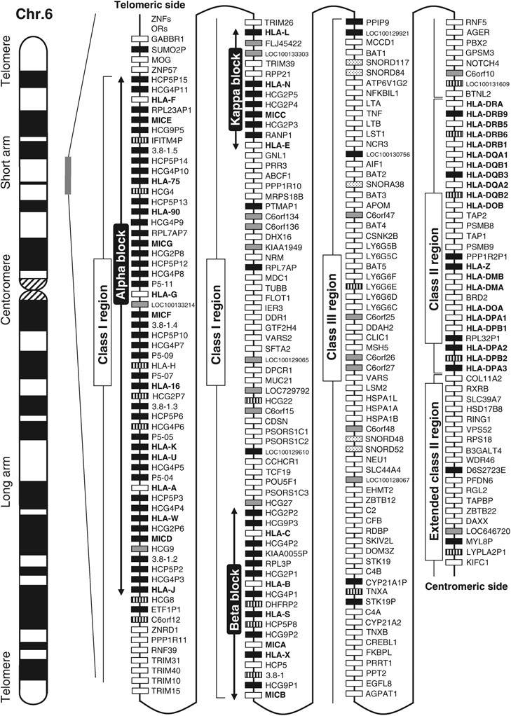 Hla Disease Association Chart