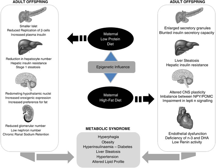 AN EXPECTANT MOTHER'S DIET IMPACTS FETAL PROGRAMMING FOR LIFE – Southend  Natural Medicine