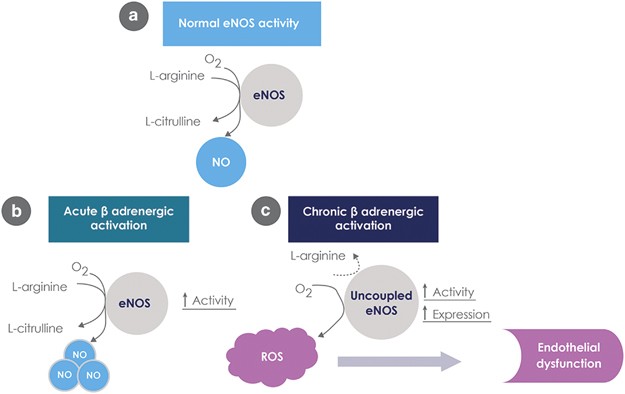 Protective Effects Of Nebivolol From Oxidative Stress To - 