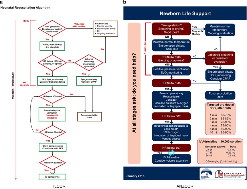 Nrp Guidelines Flow Chart