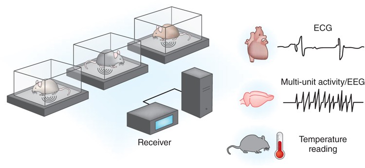 Telemetry for small animal physiology | Lab Animal