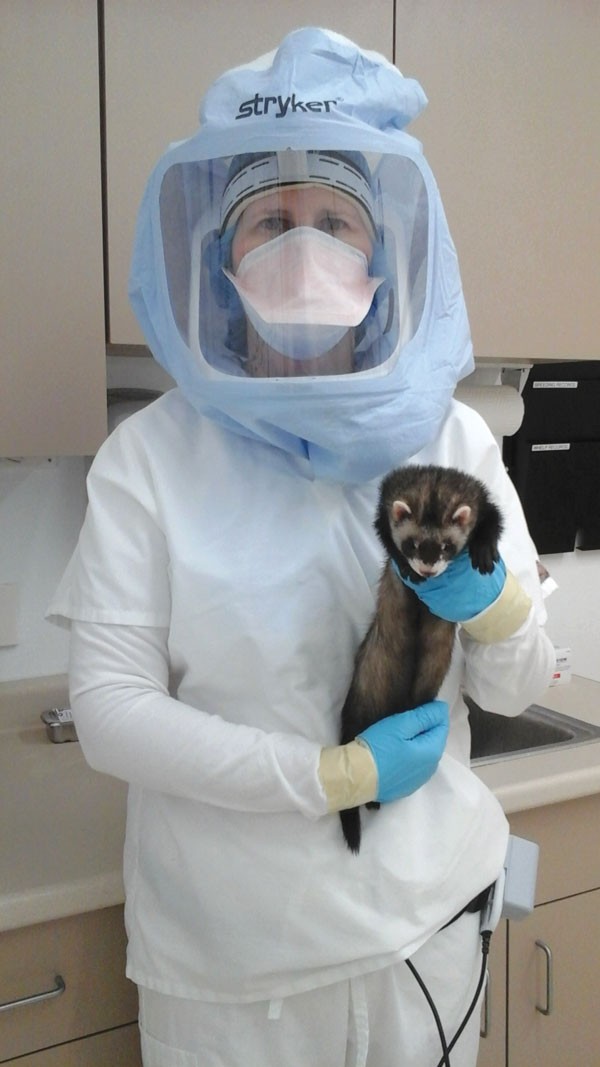 Ferrets that help fight the flu | Lab Animal Ferrets that help fight the flu | Lab Animal