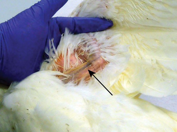 Techniques for collecting blood from the domestic chicken | Lab Animal