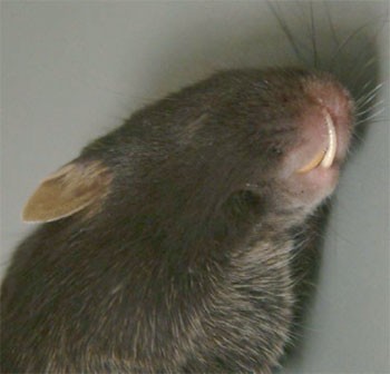 Severe runting in a laboratory mouse (Mus musculus) | Lab Animal
