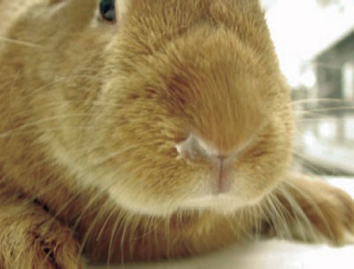Sneezing, nasal discharge, dyspnea and sudden death in rabbits | Lab Animal