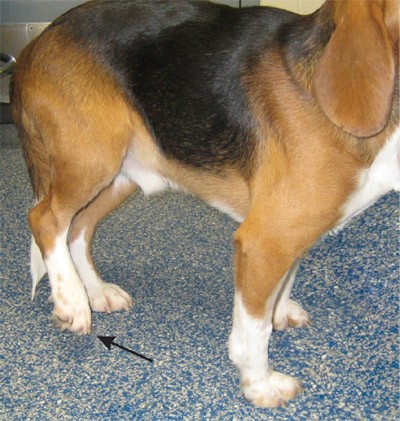 Sudden onset of hind limb lameness in a 14-month-old beagle | Lab Animal