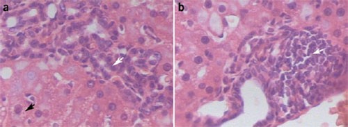 Diagnosis Mycotoxin Poisoning Lab Animal - 