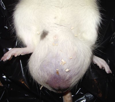 Scrotal enlargement and constipation in a male rat | Lab Animal