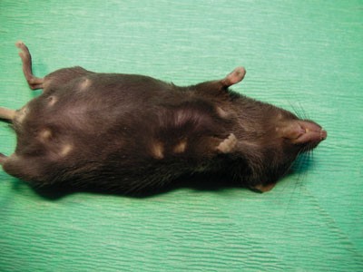 Sudden death in lactating inbred mice | Lab Animal