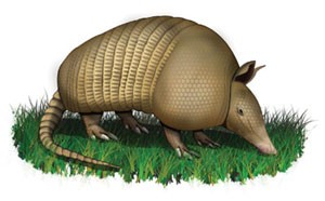 The Ancient Armadillo Lab Animal The Ancient Armadillo Lab Animal