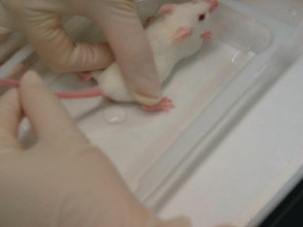 Collection of Mouse Urine for Bioassays | Lab Animal