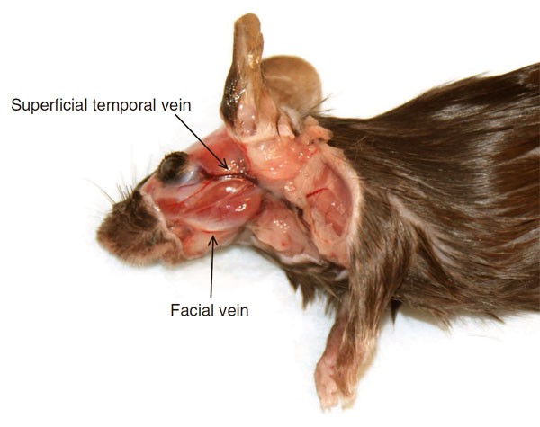 Morbidity and mortality rates associated with serial bleeding from the  superficial temporal vein in mice | Lab Animal