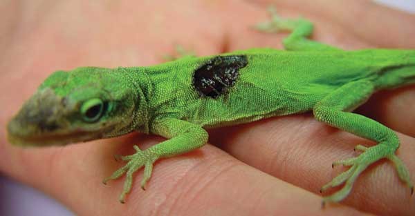 What's your diagnosis?: An External Communicating Lesion to the Coelemic  Cavity in a Green Anole (Anolis carolensis) | Lab Animal