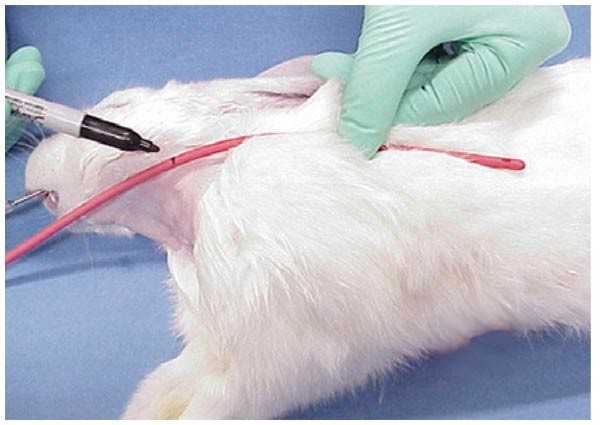 Esophagostomy tube placement in the anorectic rabbit | Lab Animal