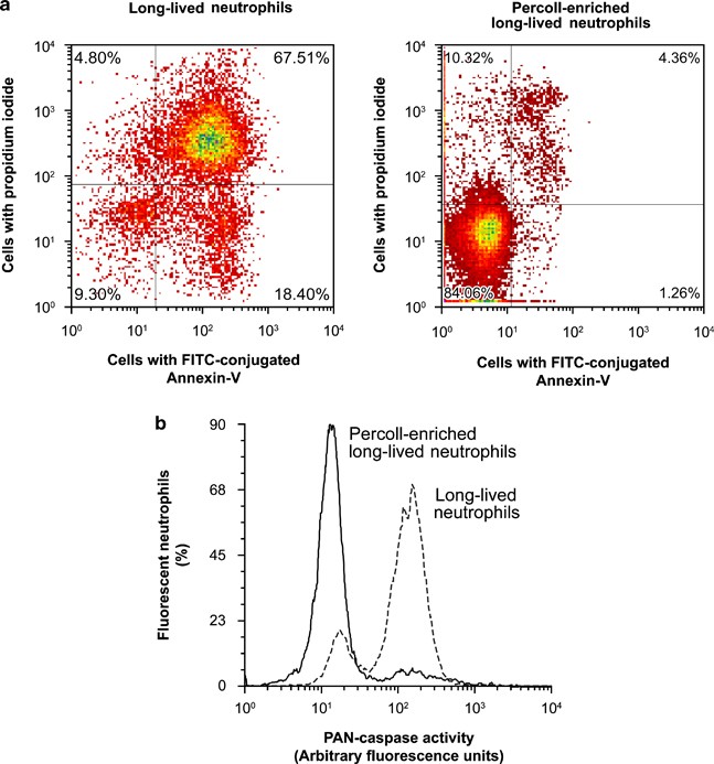 Reprogramming of a subpopulation of human blood neutrophils by prolonged  exposure to cytokines | Laboratory Investigation