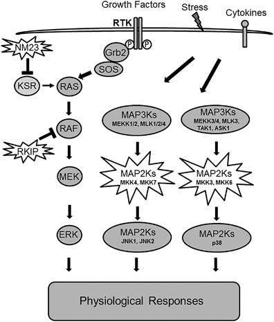 Metastasis Suppressors Functional Pathways Laboratory Investigation