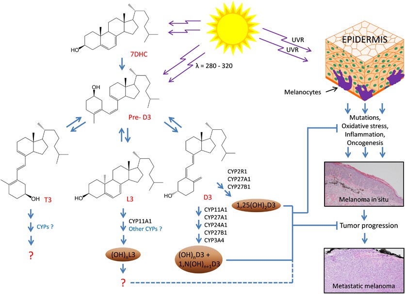 Vitamin D Signaling And Melanoma Role Of Vitamin D And Its