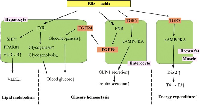Cholecystectomy as a risk factor of metabolic syndrome: from epidemiologic  clues to biochemical mechanisms | Laboratory Investigation