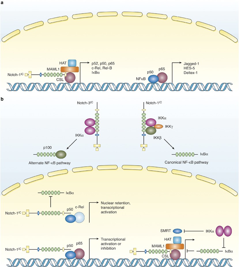 Off the beaten pathway: the complex cross talk between Notch and NF-κB |  Laboratory Investigation